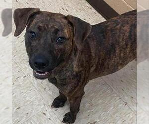 Plott Hound Dogs for adoption in Lucedale, MS, USA