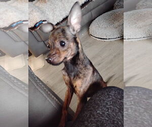 Chihuahua-Unknown Mix Dogs for adoption in Topeka, KS, USA