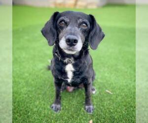 Beagle Dogs for adoption in Fredericksburg, TX, USA