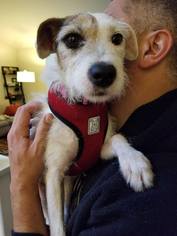 Jack Russell Terrier Dogs for adoption in Seahurst, WA, USA