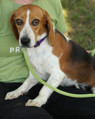 Beagle-Unknown Mix Dogs for adoption in Media, PA, USA