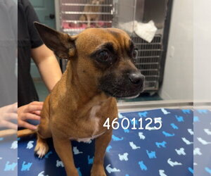 Chihuahua Dogs for adoption in Chico, CA, USA