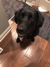 Labrador Retriever Dogs for adoption in Chaska, MN, USA
