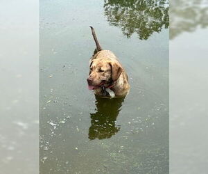 Labrador Retriever-Unknown Mix Dogs for adoption in Foristell, MO, USA