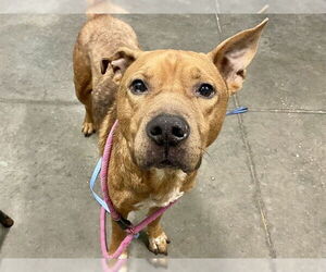 Boxador Dogs for adoption in Tavares, FL, USA