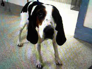 Treeing Walker Coonhound Dogs for adoption in Tavares, FL, USA