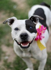 Staffordshire Bull Terrier Dogs for adoption in Fresno, CA, USA
