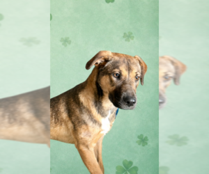Labrador Retriever-Unknown Mix Dogs for adoption in Springdale, PA, USA