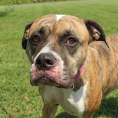 Boxer Dogs for adoption in Troy, IL, USA