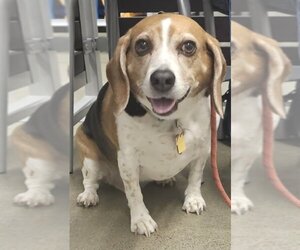 Beagle Dogs for adoption in Olalla, WA, USA