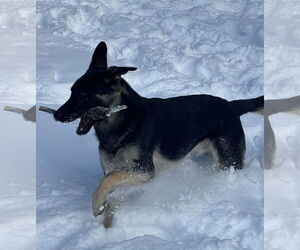 German Shepherd Dog Dogs for adoption in Rochester, NY, USA
