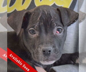 American Staffordshire Terrier-Boxer Mix Dogs for adoption in Huntley, IL, USA