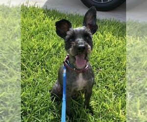 - Mix Dogs for adoption in San Antonio, TX, USA