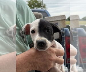 American Pit Bull Terrier-Unknown Mix Dogs for adoption in Bolivar, MO, USA