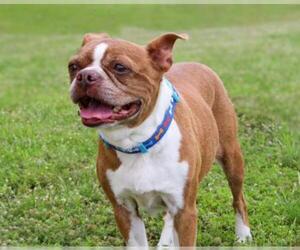 Boston Terrier Dogs for adoption in Longview, TX, USA