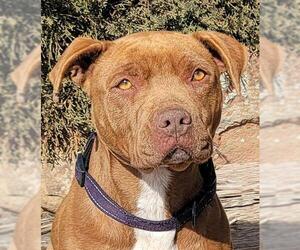 American Pit Bull Terrier-Chinese Shar-Pei Mix Dogs for adoption in Albuquerque, NM, USA