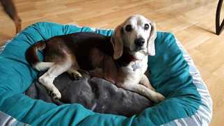 Beagle Dogs for adoption in Durham, NC, USA