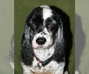 Cocker Spaniel Dogs for adoption in Attalka, AL, USA