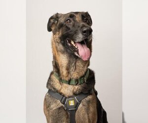 German Shepherd Dog Dogs for adoption in Tempe, AZ, USA