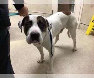 American Pit Bull Terrier Dogs for adoption in Riverside, CA, USA