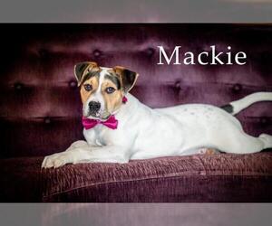 Boxer-Jack Russell Terrier Mix Dogs for adoption in Concord, NC, USA