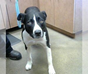 American Pit Bull Terrier-Border Collie Mix Dogs for adoption in Sacramento, CA, USA