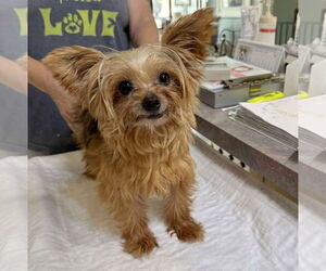 Mutt Dogs for adoption in Benton, LA, USA