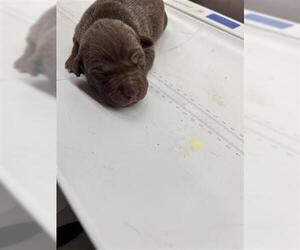 Mutt Dogs for adoption in Houston, TX, USA