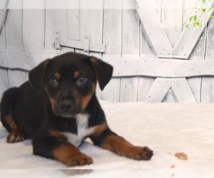 German Shepherd Dog-Unknown Mix Dogs for adoption in Oroville, CA, USA