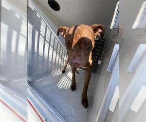 American Pit Bull Terrier Dogs for adoption in Houston, TX, USA