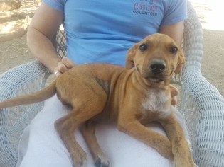 Boxador Dogs for adoption in Phoenix, AZ, USA
