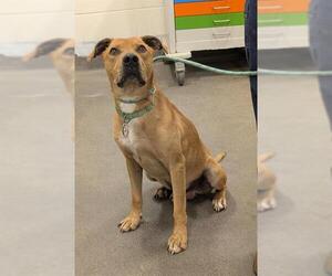 German Shepherd Dog-Unknown Mix Dogs for adoption in Forestville, MD, USA