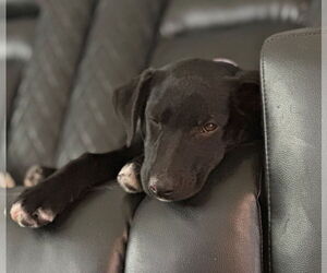 Shepradors Dogs for adoption in Princeton, MN, USA