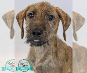 Labrador Retriever-Unknown Mix Dogs for adoption in Kennesaw, GA, USA