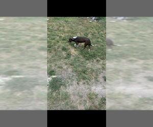 Mutt Dogs for adoption in San Antonio, TX, USA