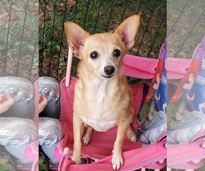 Chiranian Dogs for adoption in Blacksburg, SC, USA