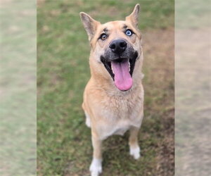 Akita-Siberian Husky Mix Dogs for adoption in Riverside, CA, USA