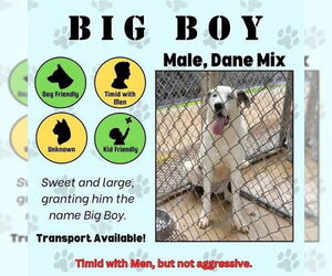Great Pyredane Dogs for adoption in Bullard, TX, USA