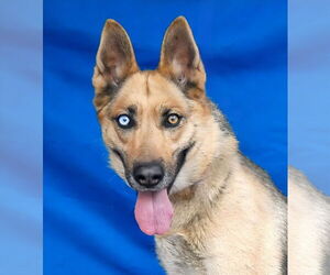 German Shepherd Dog-Unknown Mix Dogs for adoption in Pasadena, CA, USA