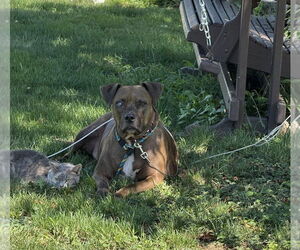 Mountain Cur-Staffordshire Bull Terrier Mix Dogs for adoption in Shermans Dale, PA, USA
