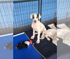 Great Dane Dogs for adoption in Palm Beach, FL, USA