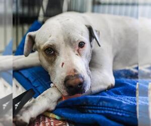 American Staffordshire Terrier-Unknown Mix Dogs for adoption in San Antonio, TX, USA