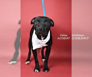 Mutt Dogs for adoption in Bakersfield, CA, USA