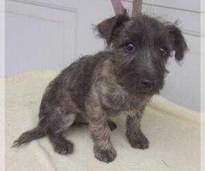Cairn Terrier Dogs for adoption in Birch Tree, MO, USA