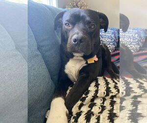 Mutt Dogs for adoption in Atlanta, GA, USA