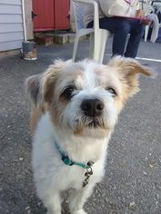 Havanese-Unknown Mix Dogs for adoption in Templeton, MA, USA
