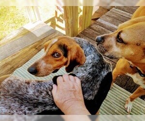 Bluetick Coonhound Dogs for adoption in Rowayton, CT, USA