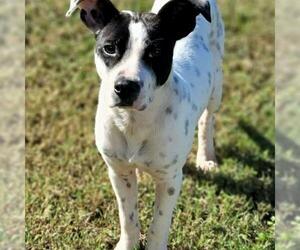 American Pit Bull Terrier-Pointer Mix Dogs for adoption in Greenville, SC, USA