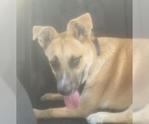 German Shepherd Dog-Unknown Mix Dogs for adoption in Tracy, CA, USA