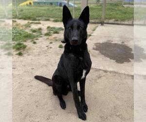 German Shepherd Dog-Unknown Mix Dogs for adoption in Modesto, CA, USA